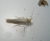 Eilema sp. Eilema sp.