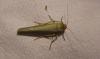 Eilema sp. Eilema sp.