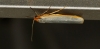 Eilema sp. Eilema sp.