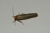 Eilema sp. Eilema sp.