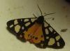 Epicalia villica Epicalia villica