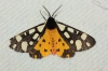 Epicallia villica Epicallia villica
