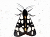 Epicallia villica Epicallia villica