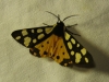 Epicallia villica Epicallia villica