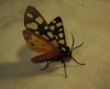 Epicallia villica Epicallia villica