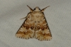 Eremobia ochroleuca Eremobia ochroleuca