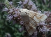 Eremobia ochroleuca Eremobia ochroleuca