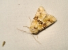 Eremobia ochroleuca Eremobia ochroleuca