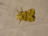Eremobia ochroleuca Eremobia ochroleuca