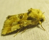 Eremobia ochroleuca Eremobia ochroleuca