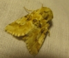 Eremobia ochroleuca Eremobia ochroleuca