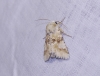 Eremobia ochroleuca Eremobia ochroleuca