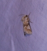 Eremobia ochroleuca Eremobia ochroleuca