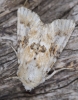 Eremobia ochroleuca Eremobia ochroleuca