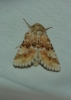 Eremobia ochroleuca Eremobia ochroleuca