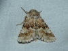 Eremobia ochroleuca Eremobia ochroleuca