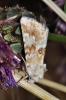 Eremobia ochroleuca Eremobia ochroleuca