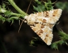 Eremobia ochroleuca Eremobia ochroleuca
