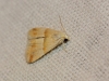 Eublemma parva Eublemma parva