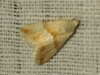 Eublemma parva Eublemma parva