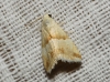 Eublemma parva Eublemma parva