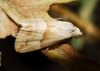 Eublemma parva Eublemma parva