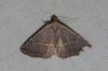 Eublemma polygramma Eublemma polygramma