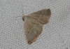 Eublemma polygramma Eublemma polygramma