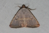 Eublemma polygramma Eublemma polygramma