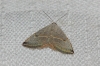 Eublemma polygramma Eublemma polygramma
