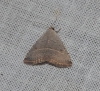 Eublemma polygramma Eublemma polygramma