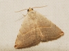 Eublemma polygramma Eublemma polygramma