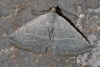 Eublemma polygramma Eublemma polygramma