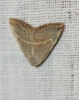 Eublemma polygramma Eublemma polygramma