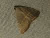 Eublemma polygramma Eublemma polygramma