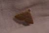 Eublemma polygramma Eublemma polygramma