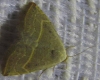 Eublemma polygramma Eublemma polygramma