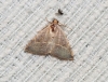Eublemma polygramma Eublemma polygramma