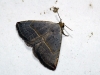Eublemma polygramma Eublemma polygramma