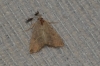 Eublemma polygramma Eublemma polygramma