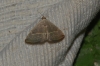 Eublemma polygramma Eublemma polygramma