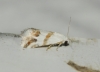 Eublemma pulchralis Eublemma pulchralis