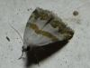 Eublemma pulchralis Eublemma pulchralis