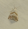 Eublemma pulchralis Eublemma pulchralis
