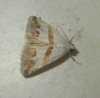 Eublemma pulchralis