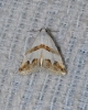 Eublemma pulchralis