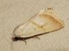 Eublemma pura Eublemma pura
