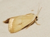 Eublemma pura Eublemma pura