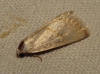 Eublemma pura Eublemma pura