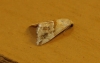 Eublemma parva Eublemma parva